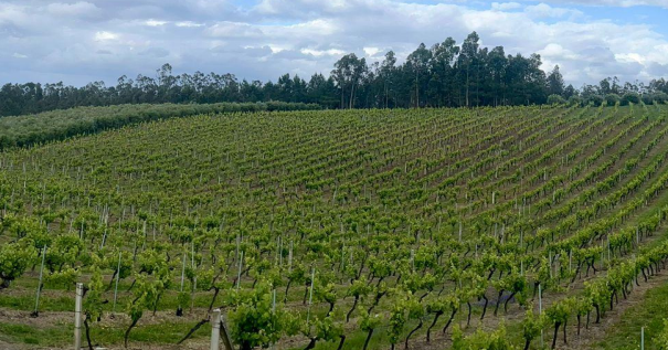 Quinta do Pingão