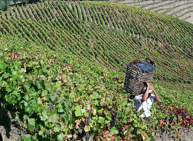 Ceira Wines