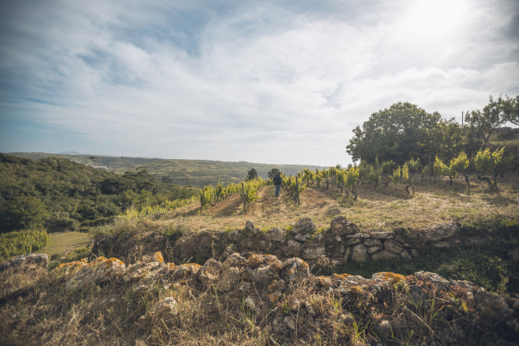 Ramilo Wines
